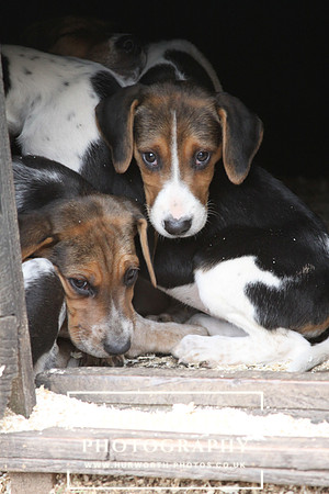 Hurworth Hunt Hound Pups 165
