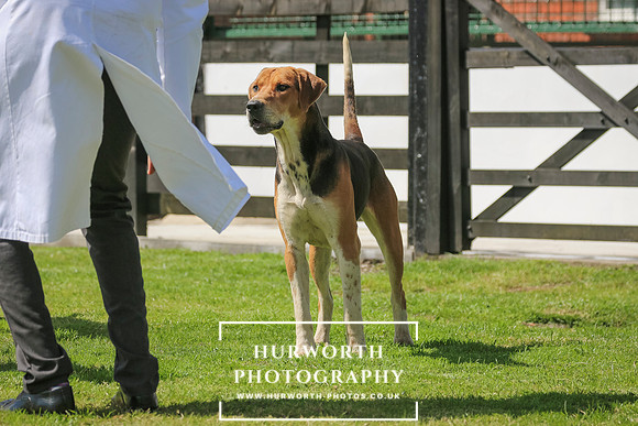 Hurworth Hunt 20