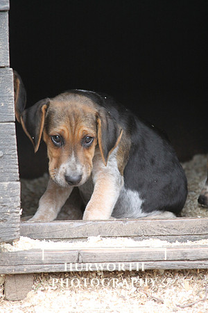 Hurworth Hunt Hound Pups 163