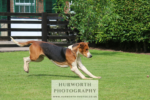 Hurworth Hunt 8