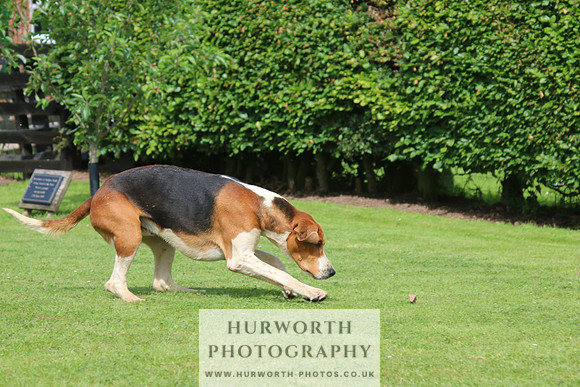 Hurworth Hunt 9