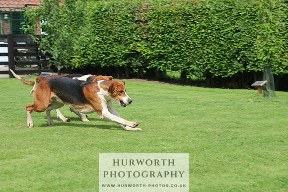 Hurworth Hunt 10