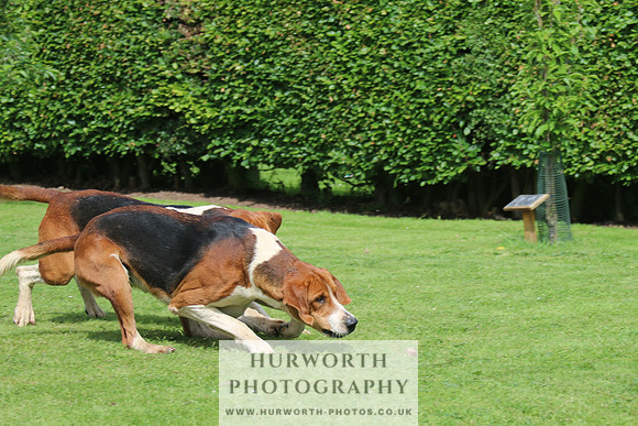 Hurworth Hunt 11