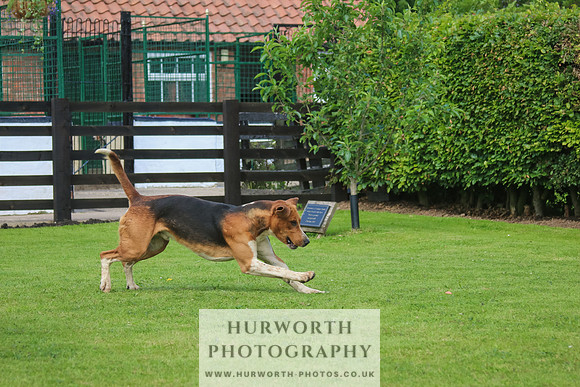Hurworth Hunt 21