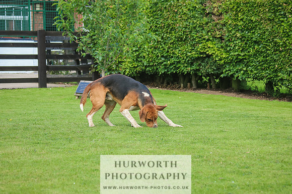 Hurworth Hunt 23