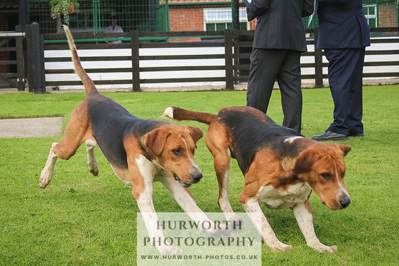 Hurworth Hunt 26