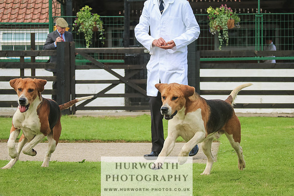 Hurworth Hunt 29