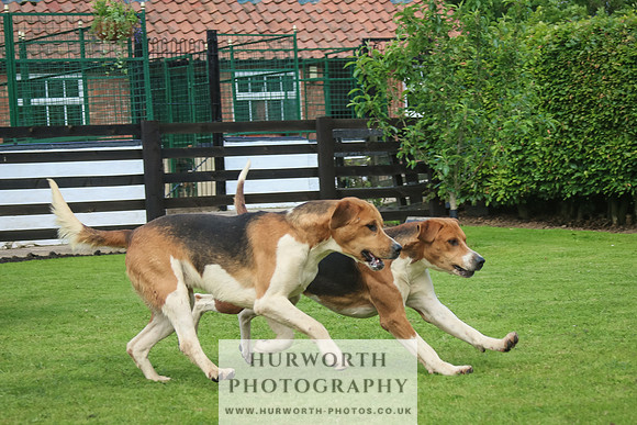 Hurworth Hunt 35
