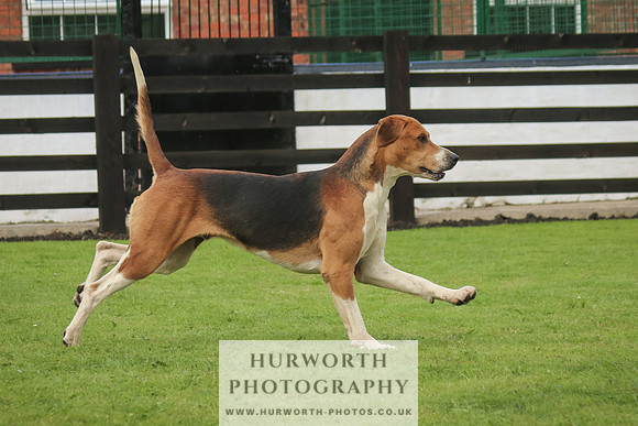 Hurworth Hunt 39