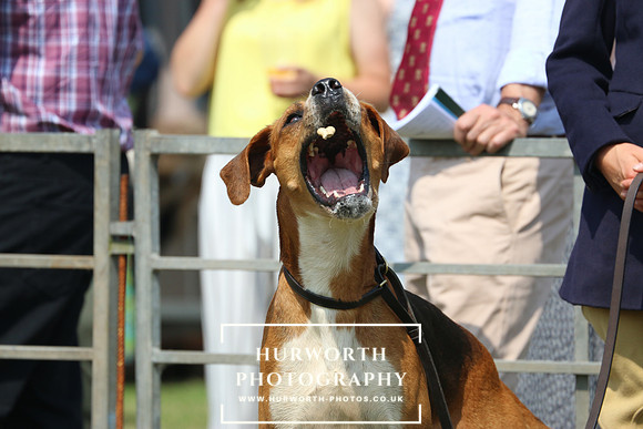 Hurworth Hunt 29