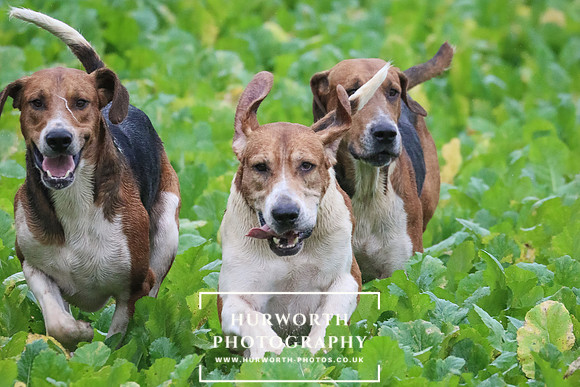 Hurworth Hunt 71
