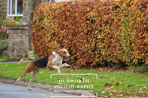 Hurworth Hunt 96