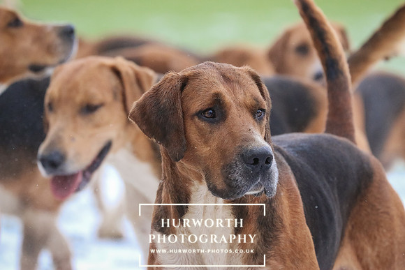 Hurworth Hunt 037