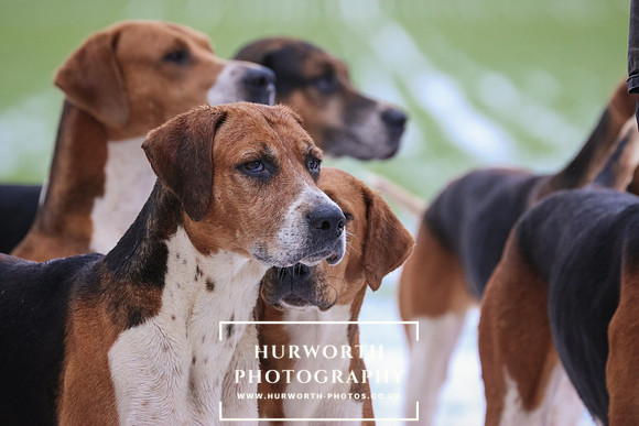Hurworth Hunt 040