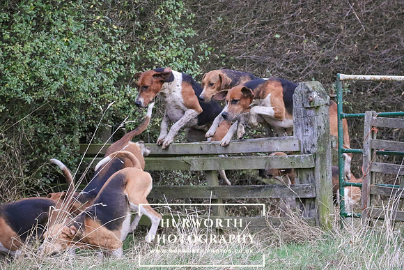 Hurworth Hunt 517