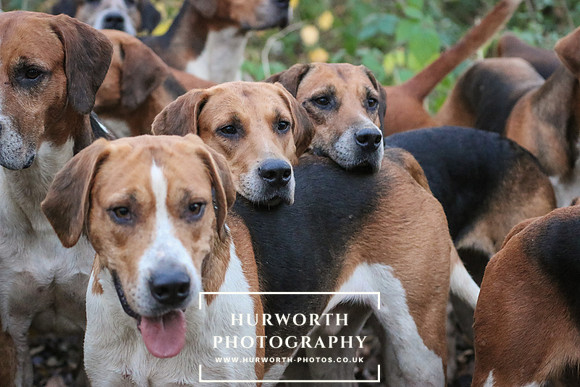 Hurworth Hunt 352