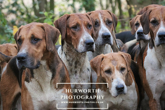 Hurworth Hunt 345