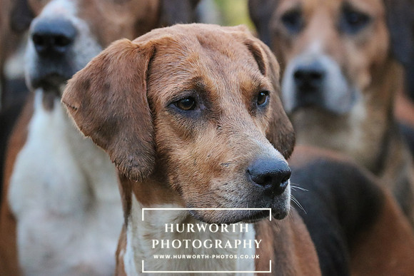 Hurworth Hunt 344