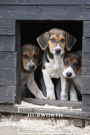 Hurworth Hunt Hound Pups 120