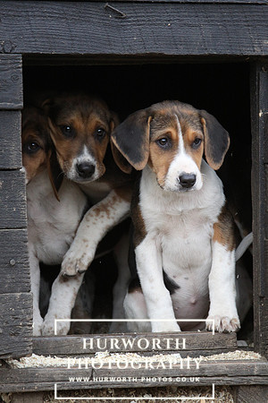 Hurworth Hunt Hound Pups 149