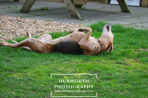 Hurworth Hunt 54