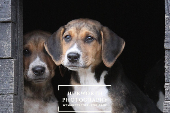 Hurworth Hunt Hound Pups 129