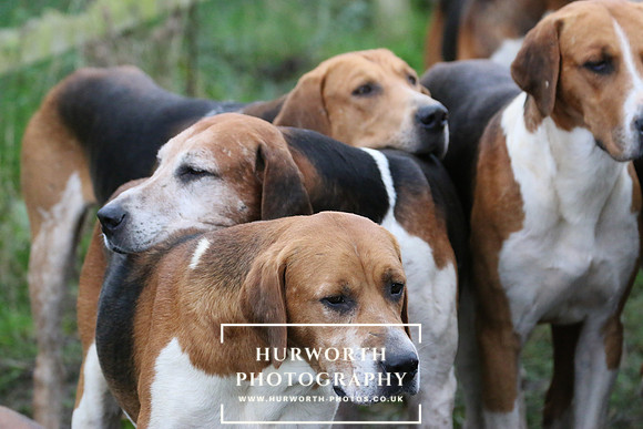 Hurworth Hunt  123