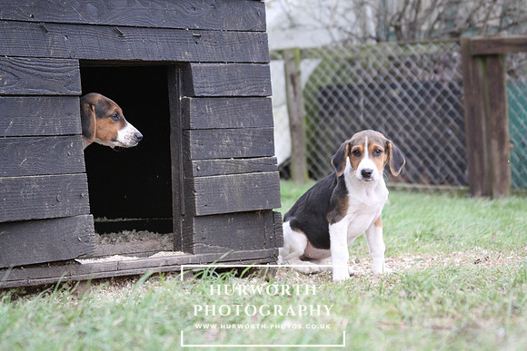 Hurworth Hunt Hound Pups 067