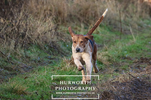 Hurworth Hunt 54