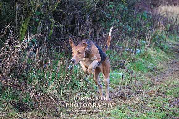 Hurworth Hunt 46