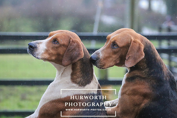 Hurworth Hunt 24