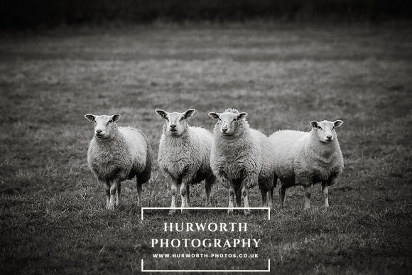 Hurworth Hunt 55