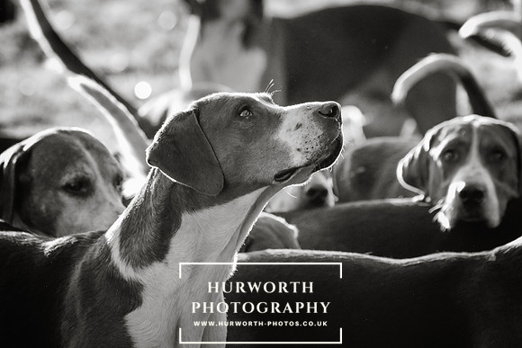 Hurworth Hunt 37
