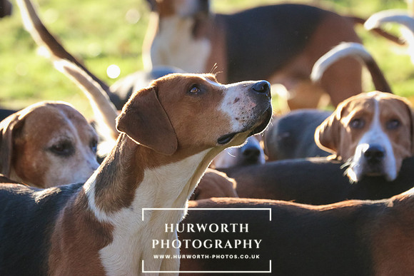Hurworth Hunt 36