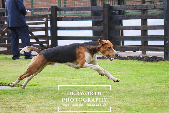 Hurworth Puppy Show 36