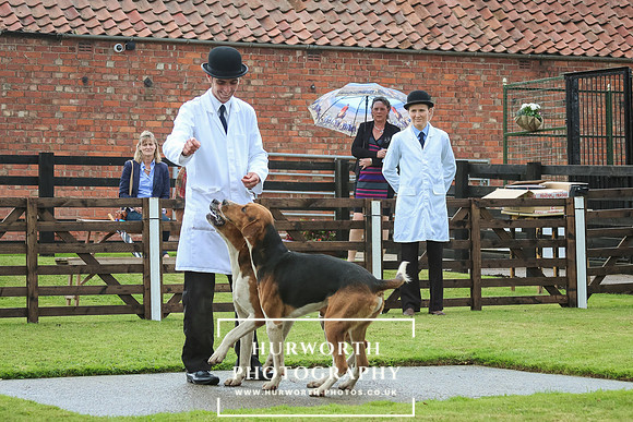 Hurworth Puppy Show 31