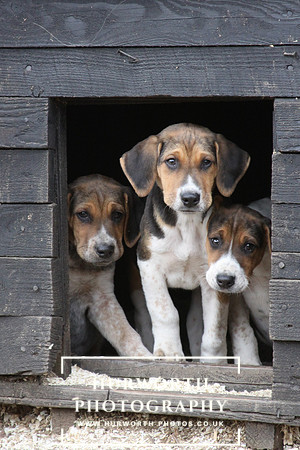 Hurworth Hunt Hound Pups 119