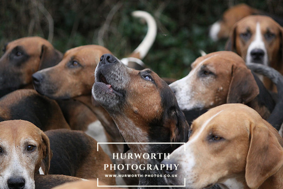 Hurworth Hunt 042