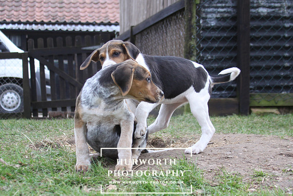 Hurworth Hunt Hound Pups 047