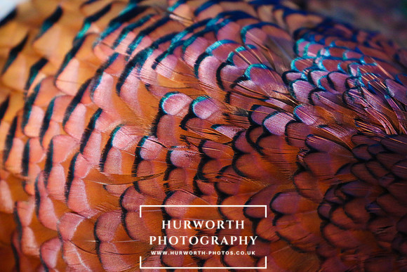 Shoot day photography