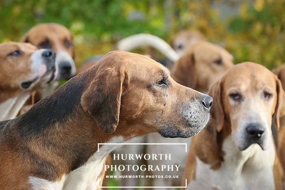Hurworth Hunt  119