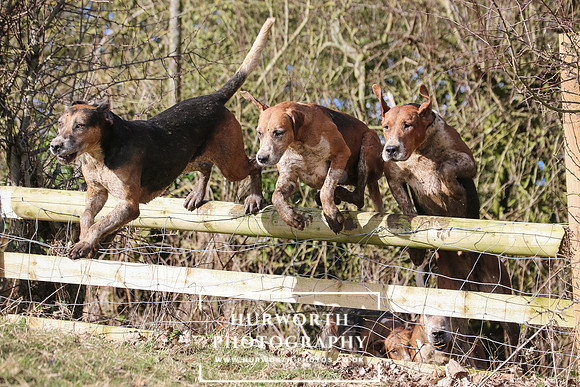 Hurworth Hunt 219