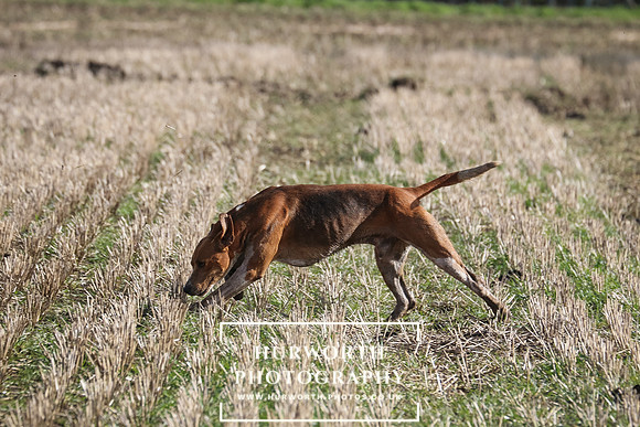 Hurworth Hunt 135