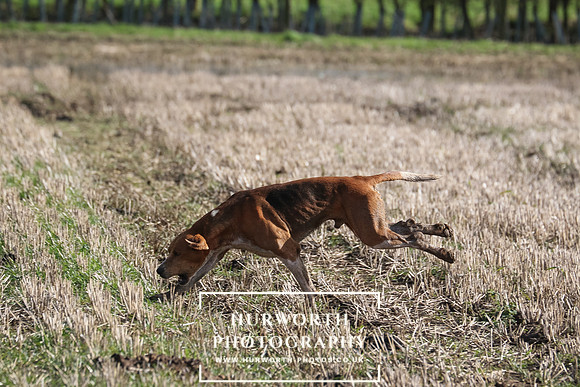 Hurworth Hunt 134