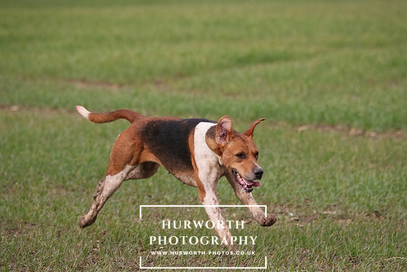 Hurworth Hunt 579