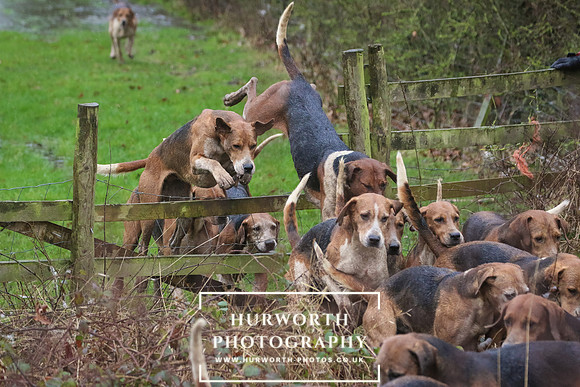Hurworth Hunt 185