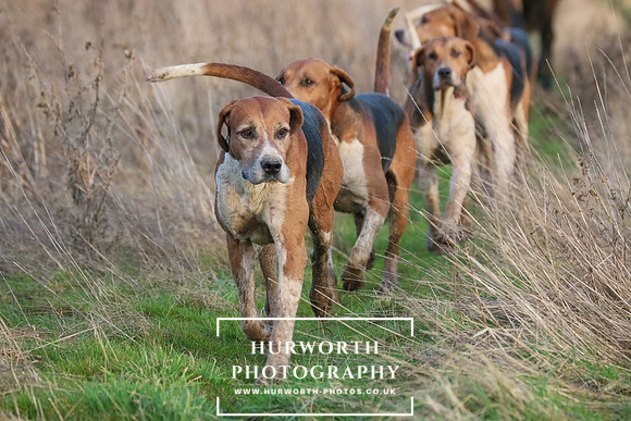 Hurworth Hunt 183