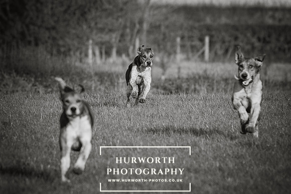 Hurworth Hunt -163