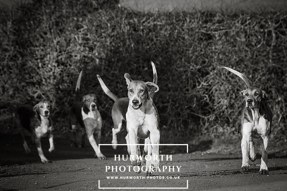 Hurworth Hunt -100
