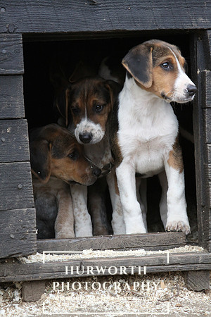 Hurworth Hunt Hound Pups 148